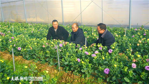 贵州黄平 花卉产业助增收