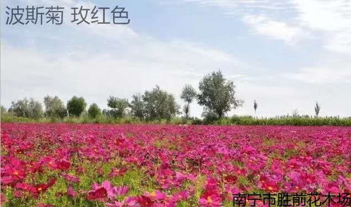 桂林优惠的花卉种植技术,植物花卉 哪家专业 1
