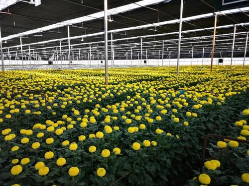 云南丰岛花卉有限公司是国内最大的菊花种植,出口型企业