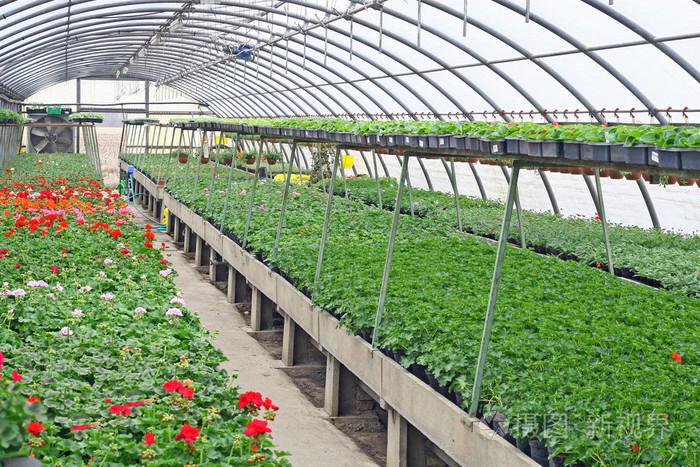 内部的温室种植花卉和植物保护