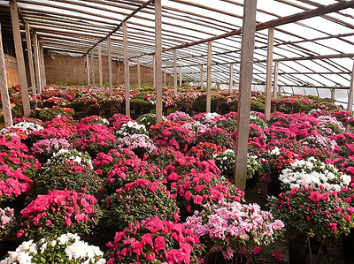 花卉种植户与市场的桥梁:重庆花卉生意的盈利与进货技巧!