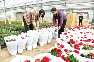 河南济源:大棚鲜花俏市场