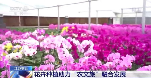 江苏宿迁 花卉种植助力 农文旅 融合发展