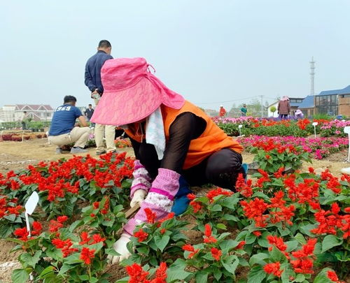 210种花坛花境植物落地崇明智慧生态花卉园