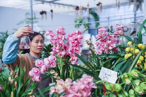 年宵花开启销售旺季 五彩花卉扮靓新年