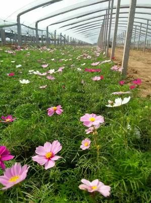 百草园花卉苗木专业合作社出售优质宿根花卉--种植白晶菊-青州市百草园花卉苗木专业合作社提供百草园花卉苗木专业合作社出售优质宿根花卉--种植白晶菊的相关介绍、产品、服务、图片、价格粉黛乱子草价格、小叶扶芳藤价格、宿根花卉价格、月季价格、天仁菊价格、