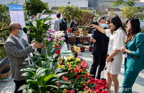 广州白云 云上花市 开市 200多款精品年宵花 云 上购