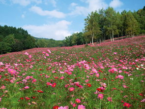 嵩县2019年公路两侧花卉美化绿化工作主要花卉种植注意事项