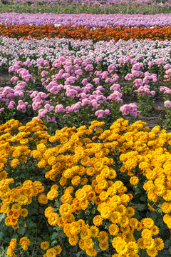 菊花培植基地