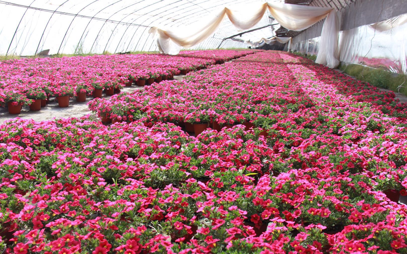清明花卉种植忙 平谷马昌营镇百亩鲜花齐放_工人