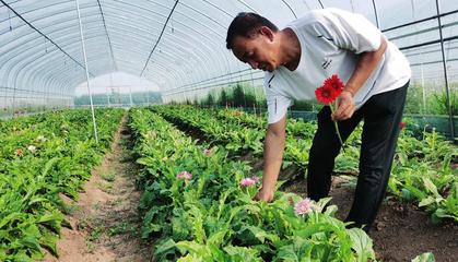 鲜花经济助增收