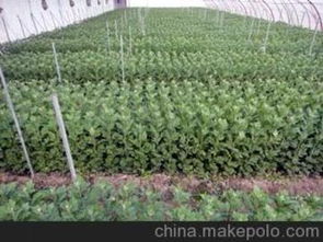 菊花种苗供应商,价格,菊花种苗批发市场 