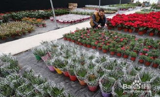 种植花卉销路怎么开展