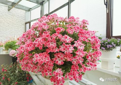 春季养花,养这4种最美花卉,阳台摆上几盆,夏天开成大花园