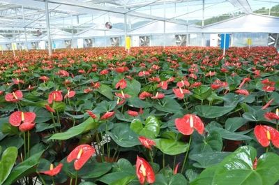 占据全国90%以上富贵籽花卉市场~福建日报这样剖析了武平样板!