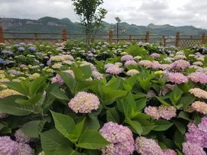 贵州夏天里的 花花 世界,每一处都美翻