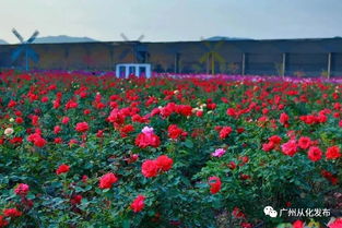 打造粤港澳大湾区优质农副产品供应基地,从化这样做
