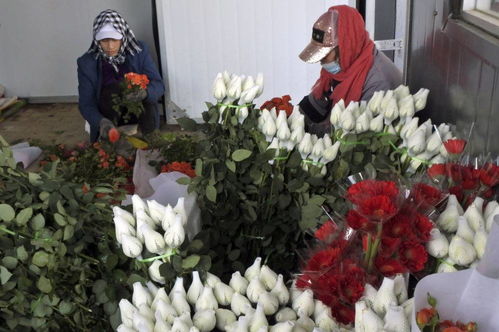 央媒看龙江丨牡丹江 棚室鲜花采收忙