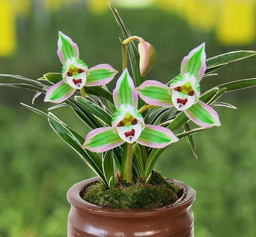 此兰很多人没见过,一花双色,兰香浓郁,叶带金边,是兰中极品