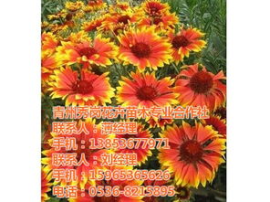 枣庄羽衣甘蓝 秀岗花卉苗木 羽衣甘蓝种植基地及价格