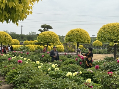 青岛平度 牡丹盛放迎宾来,花卉种植促发展