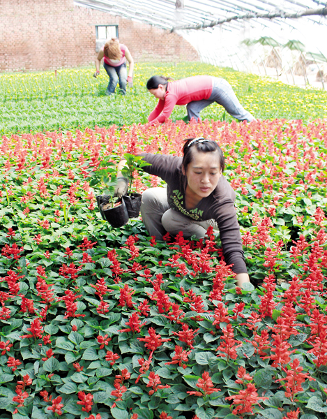 抚顺马金村 花卉种植产业蓬勃发展，成功开拓外地礼品花卉市场
