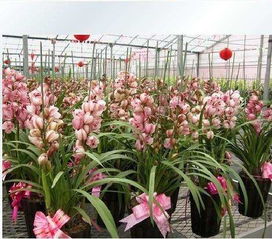 新手创业的黄金赛道 礼品花卉销售的机遇与策略