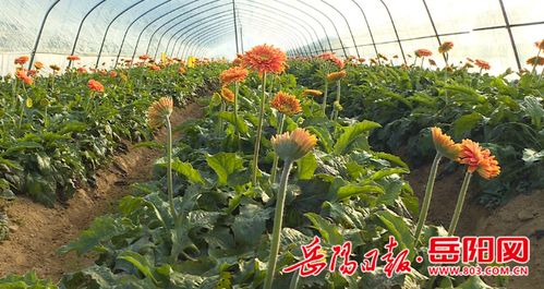 返乡创业因地制宜 花卉种植助推乡村振兴