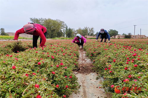 高台 花卉制种为乡村振兴锦上添 花