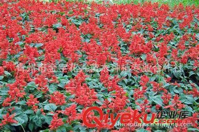 供应优质开花一串红 株型丰满 花色纯正 青州草花基地金宇花卉图片|供应优质开花一串红 株型丰满 花色纯正 青州草花基地金宇花卉产品图片由青州市金宇花卉苗木种植专业合作社公司生产提供-