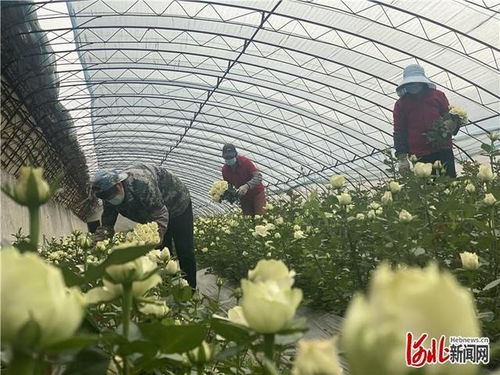 三河 150万支玫瑰花供应北京鲜花市场