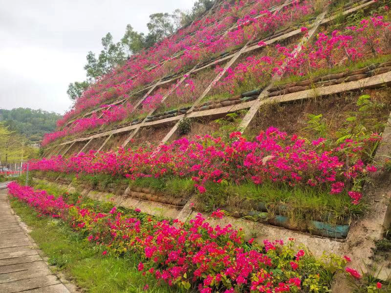 边坡种植灌木约2500株南澳加快城市琢玉全面提升城区品质_读特新闻客