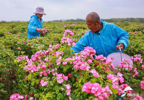 组图丨 鲜花经济 助农增收