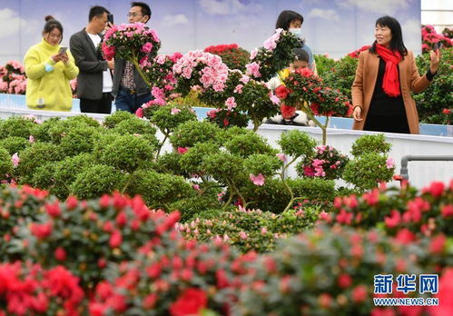 福建永福 花卉产业助增收