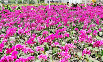 阿拉尔市现代农业产业园 百花齐放引客来