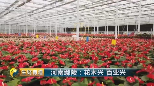 实拍中部地区最大室内鲜花种植基地,让人大开眼界