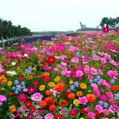 花卉野花组合种子花海打造 观赏花卉适应性好