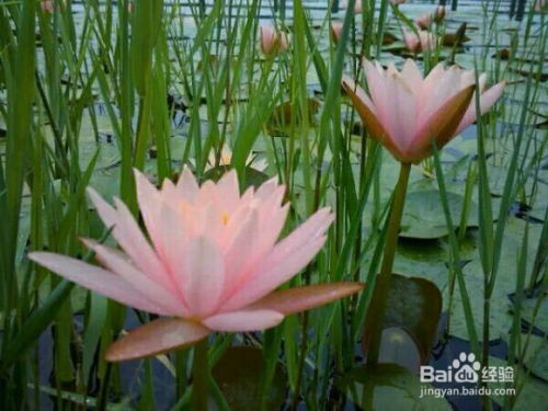 选择水生花卉种植公司的方法